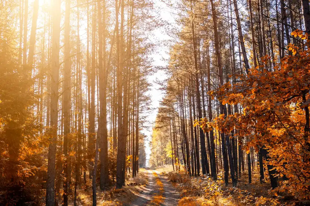 Küstenpromenade mit Holzplanken